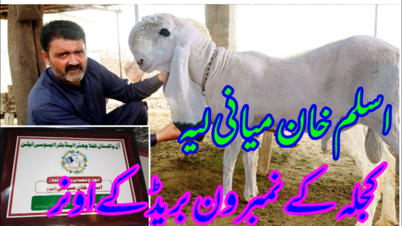 Kajle Sheep I Beautiful Kajla Breed of Aslam Khan Miyani Leah پاکستان کی نمبر ون بریڈ کجلی بھیڑے