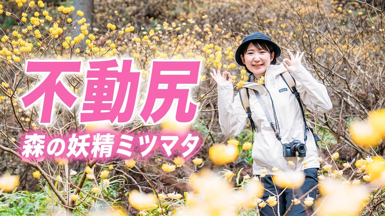 【不動尻】丹沢のミツマタ大群生地で黄色のお花畑を満喫！