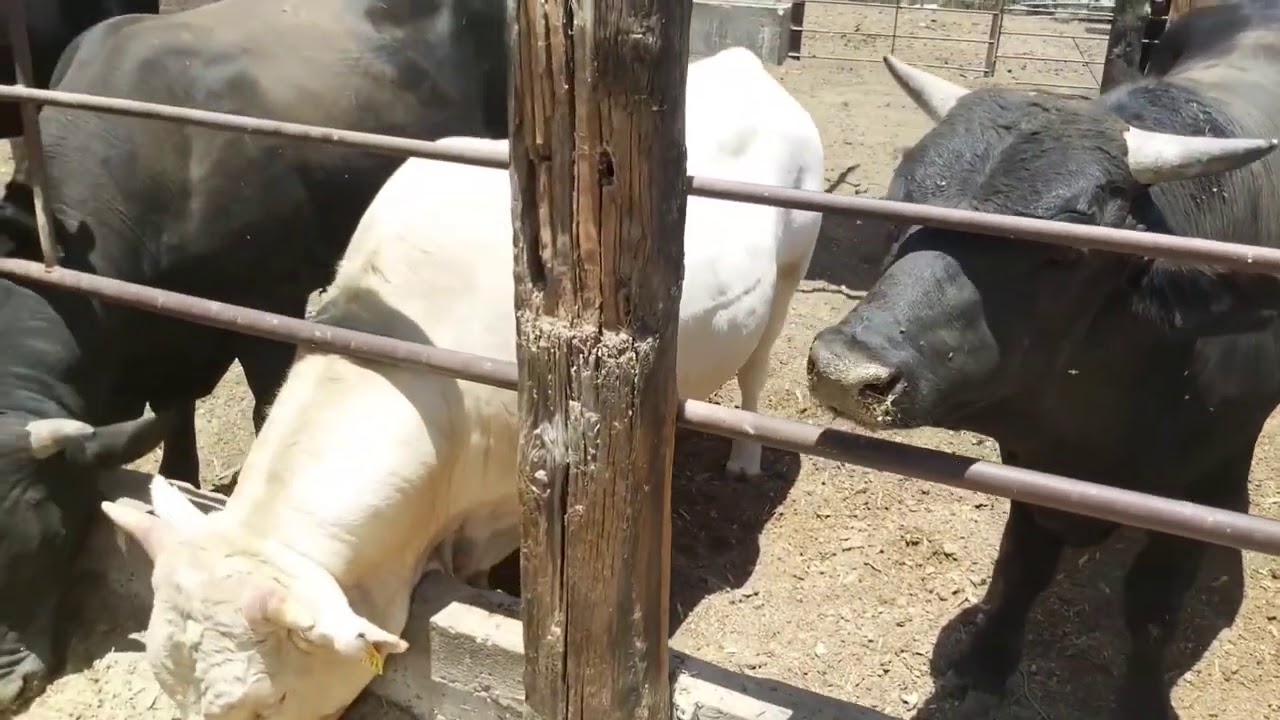 🐃UREA Y POLLINAZA 🐥|LOS DEL CORRAL MX 🐂