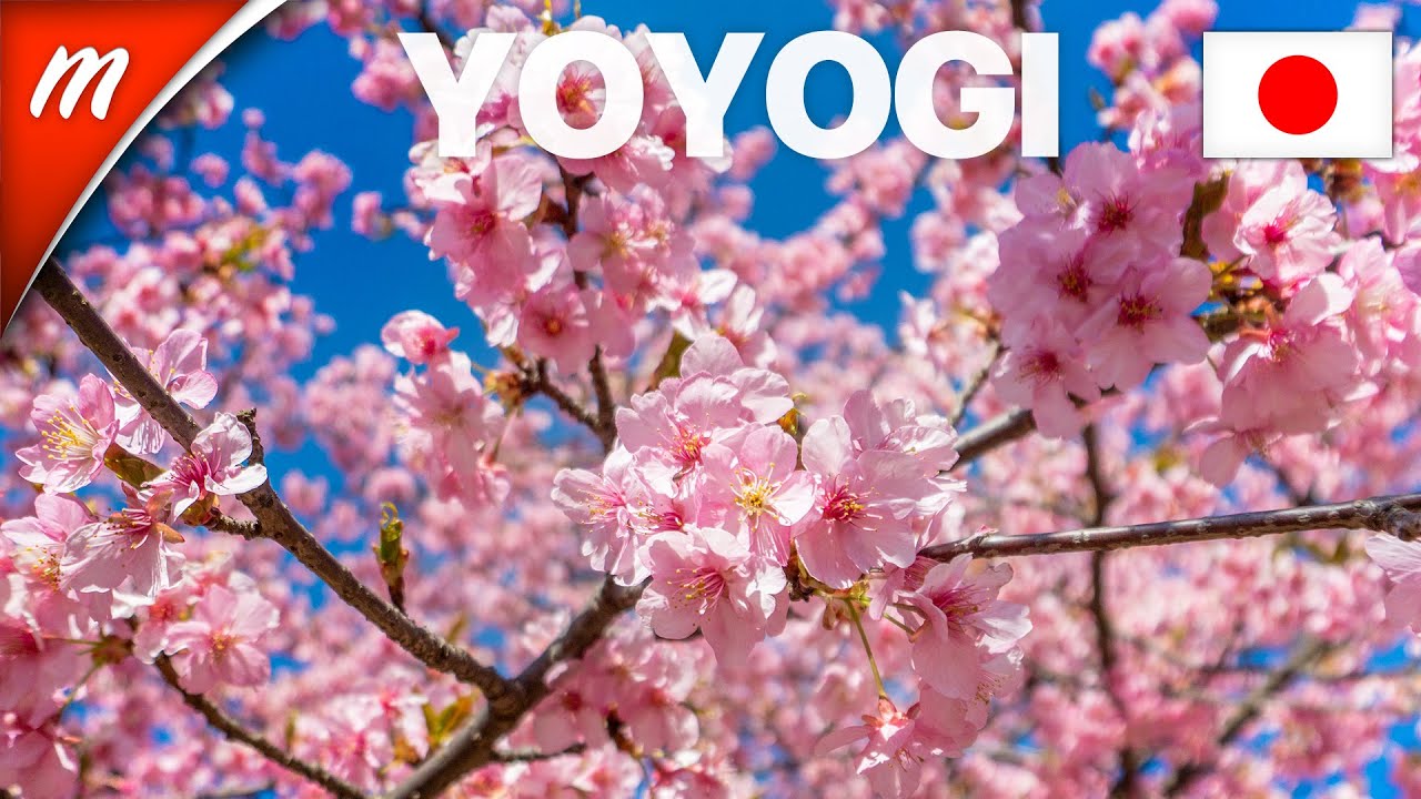 Раннее Blooming Sakura Деревья в парке Yoyogi - TOKYO ПУТЕВОДИТЕЛЬ