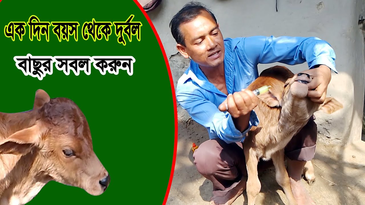 দুর্বল বাছুর সবল করুন ।এক দিন বয়সের বাছুর কিভাবে সাস্থবান করবেন