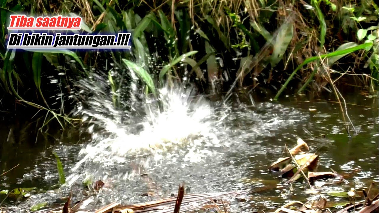 DI BIKIN JANTUNGAN.!!! Tarikan Jackpot Ini Bikin Badan Gemetaran | Mancing Liar #ZM-22