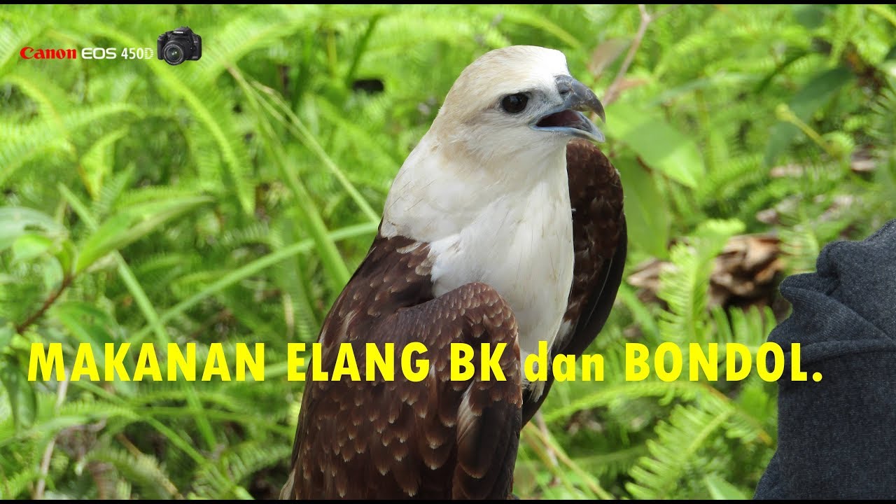 Makanan ELANG yang Boleh dan Tidak Boleh di Berikan