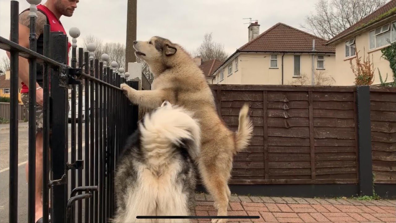 ANGRY ALASKAN MALAMUTE GUARD DOG - THE SCARY SIDE OF PHIL