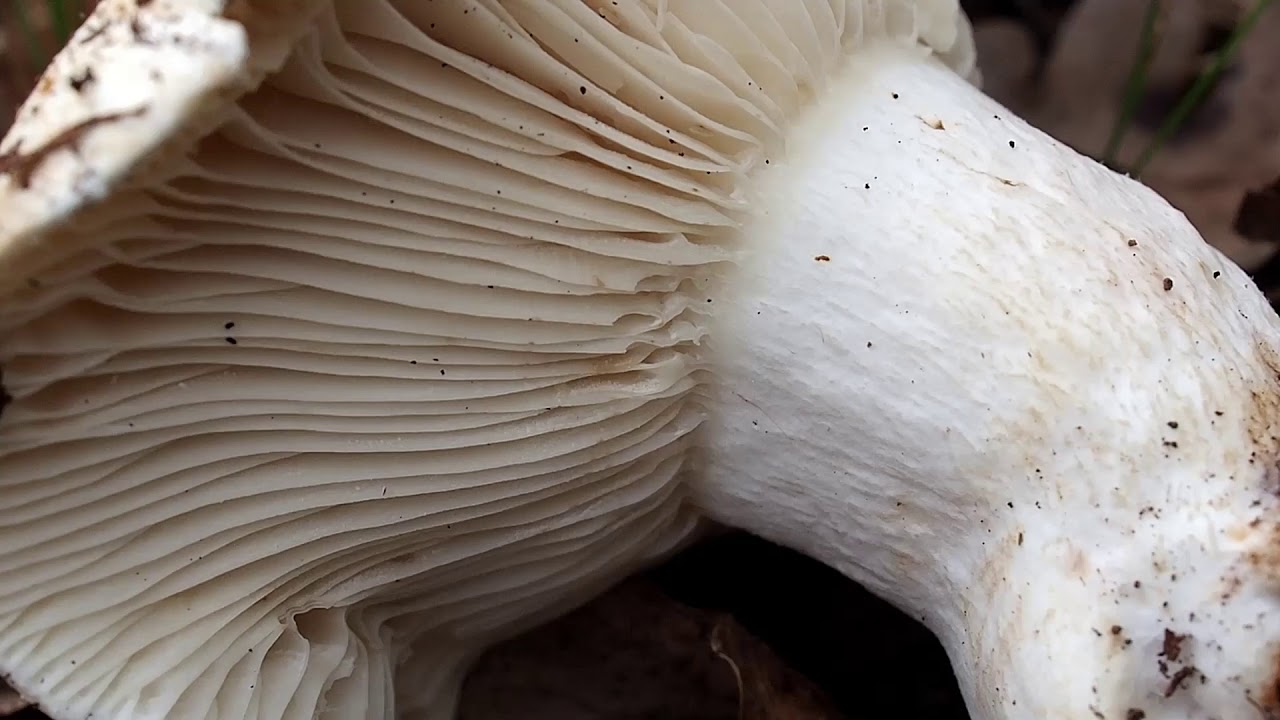Russule faux-lactaire ou Russule sans lait