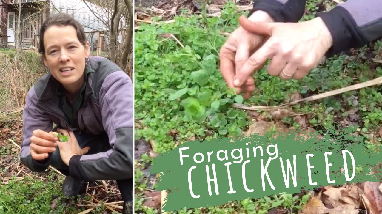 How to Forage Chickweed | Foraging | Sustainabillies