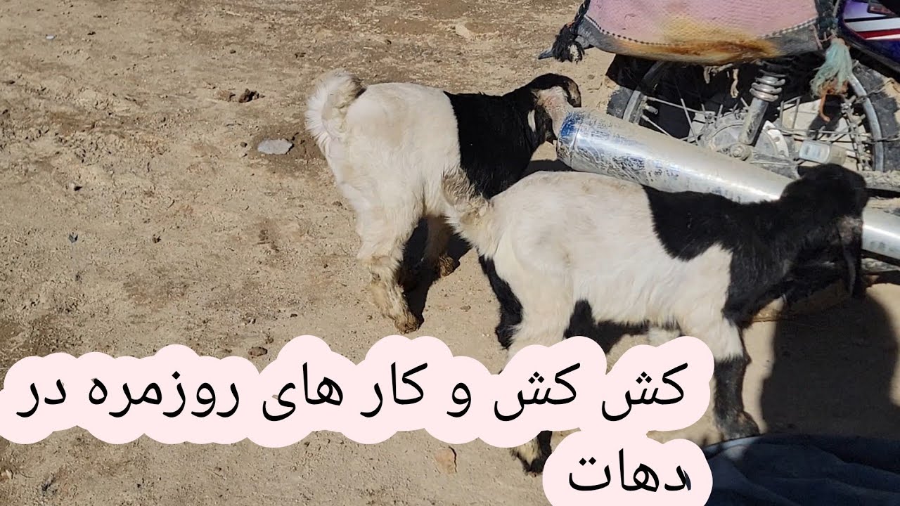     هوا آفتابی شده چلمه بکنیم  ( بیخی ده تای شیبار گم شده )🐐