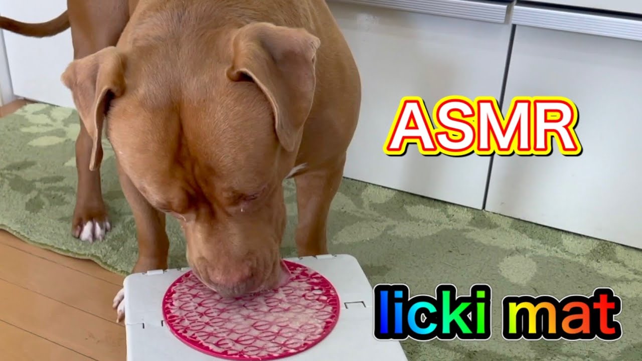ASMR PITBULL LICKING TREATS