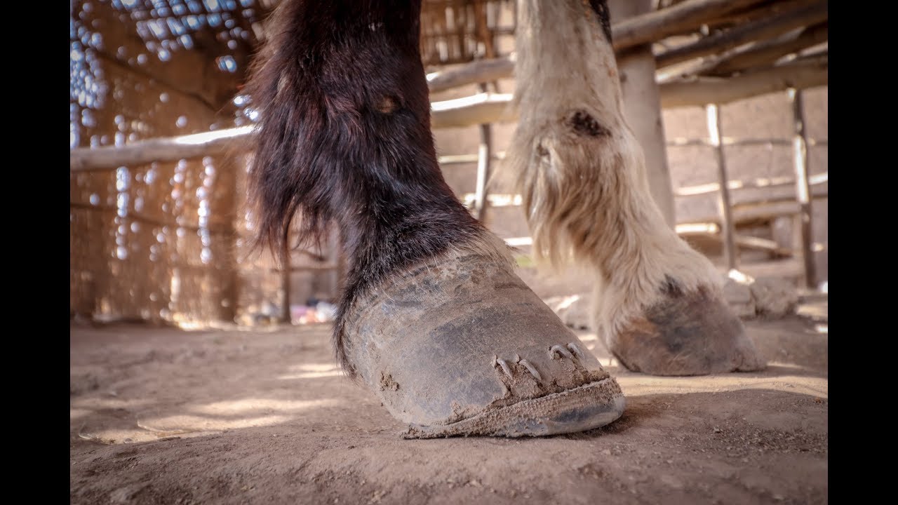 Horse Shoeing in Ethiopia