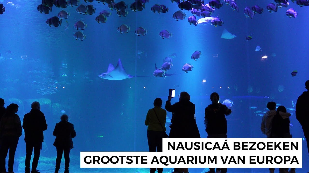 Nausicaá Aquarium in Boulogne-sur-Mer bezoeken