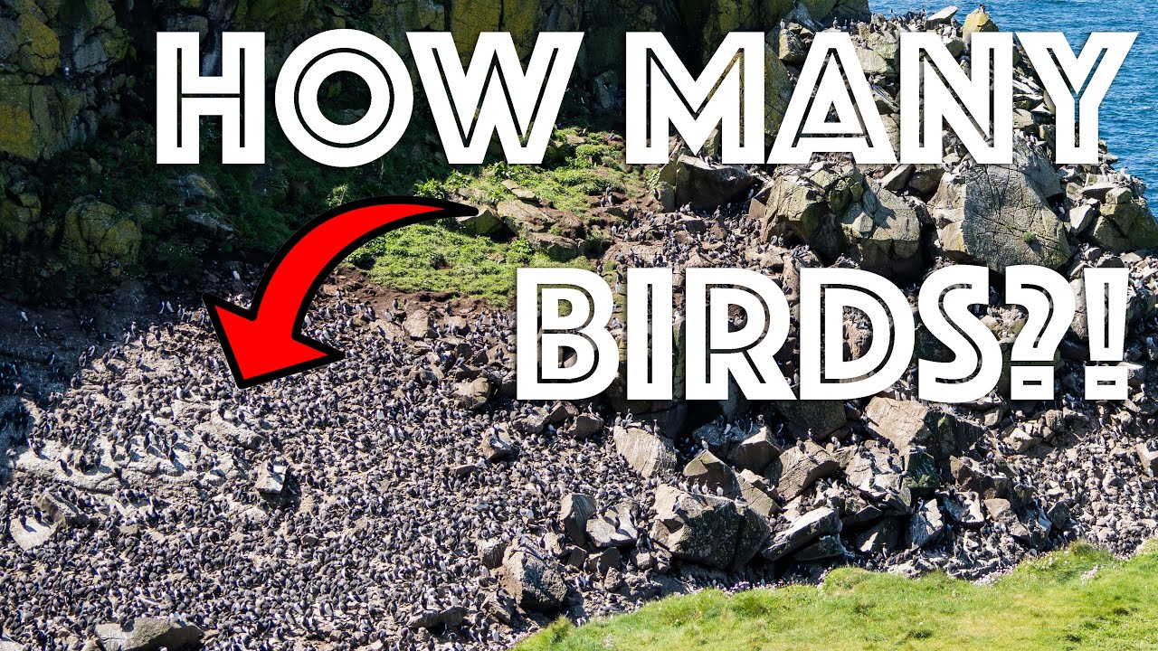 Is this the BEST WILDLIFE BOAT TRIP in Scotland? | Isle of Mull Part 3 🦅🦦🚐