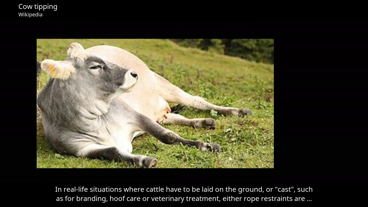 Cow Tipping - Wikipedia