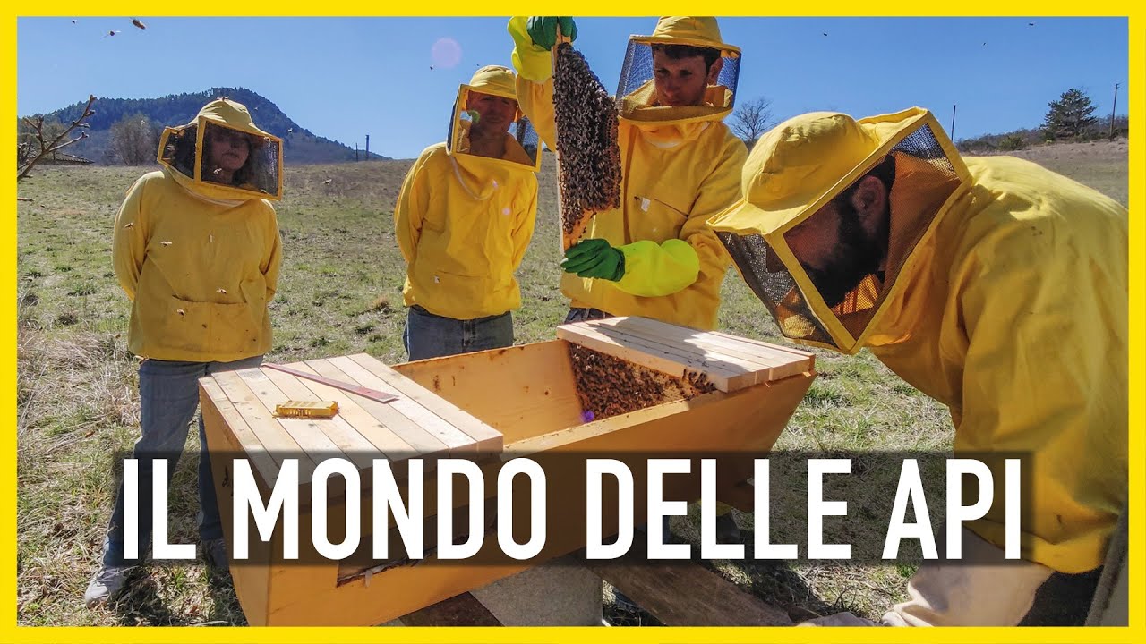 CHE MONDO SAREBBE SENZA LE API | APICOLTURA