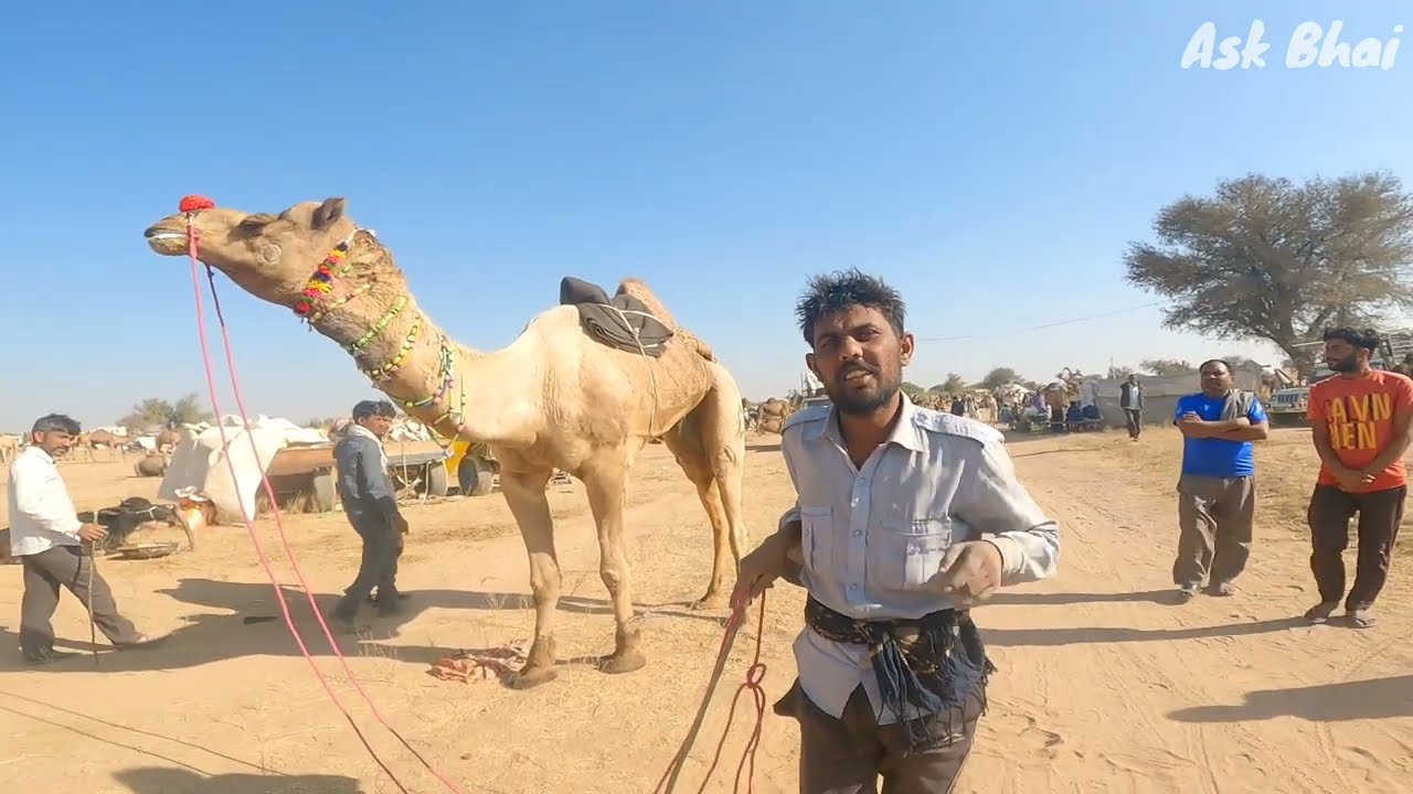 नागौर ऊंटों की दौड़  Nagaur pashu mela 2023 | Nagaur mela 2023 | नागौर पशु मेला 2023