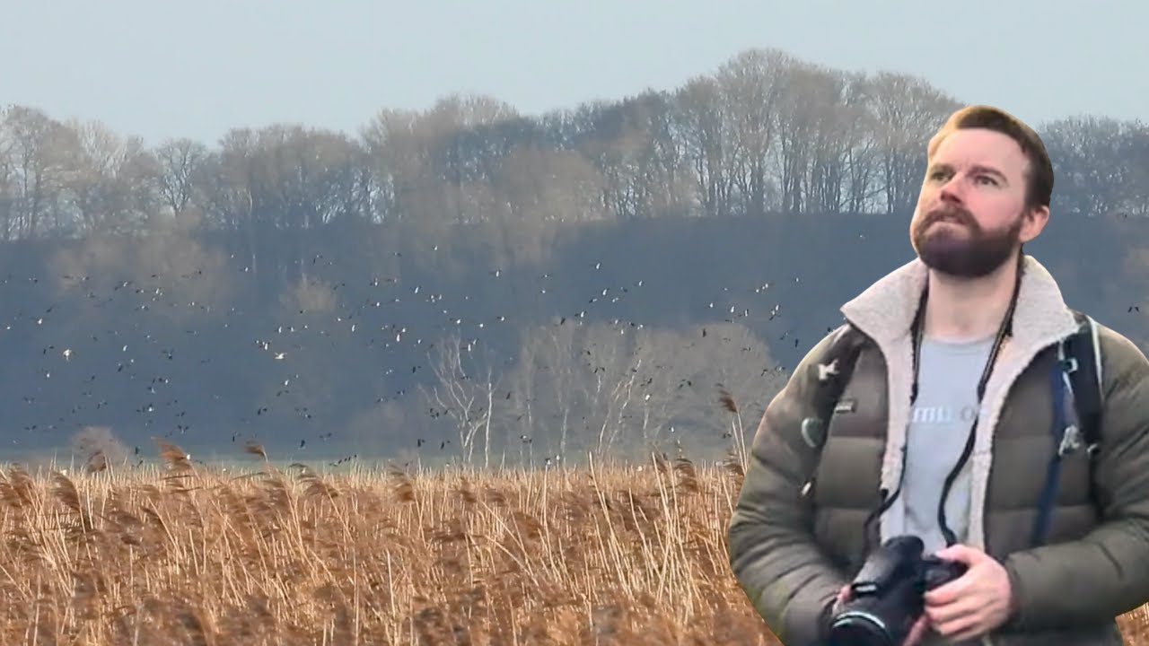 Exploring the Winter Reedbeds | Blacktoft Sands
