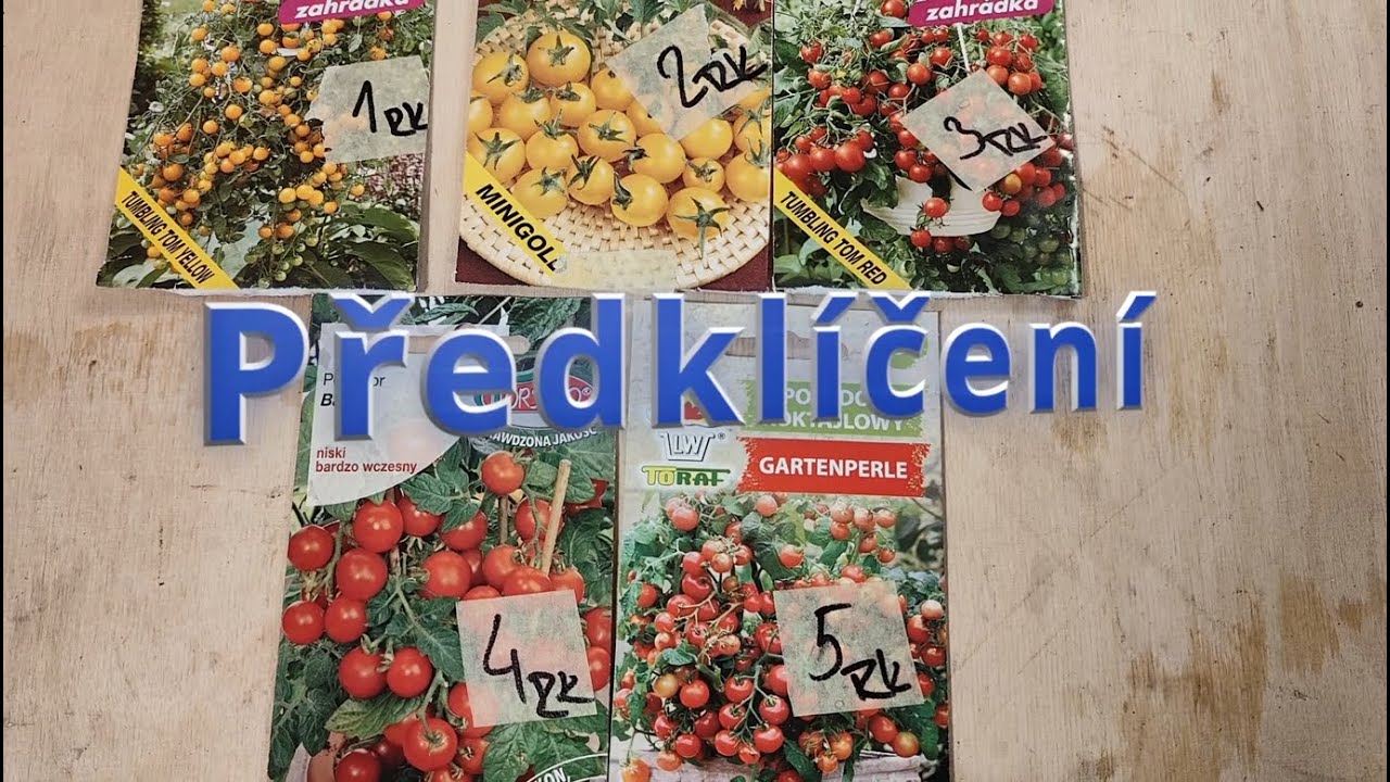 Předklíčení RAJČAT 🍅 a za 5 DNÍ jsou VENKU! Ideální podmínky pro start! ✅
