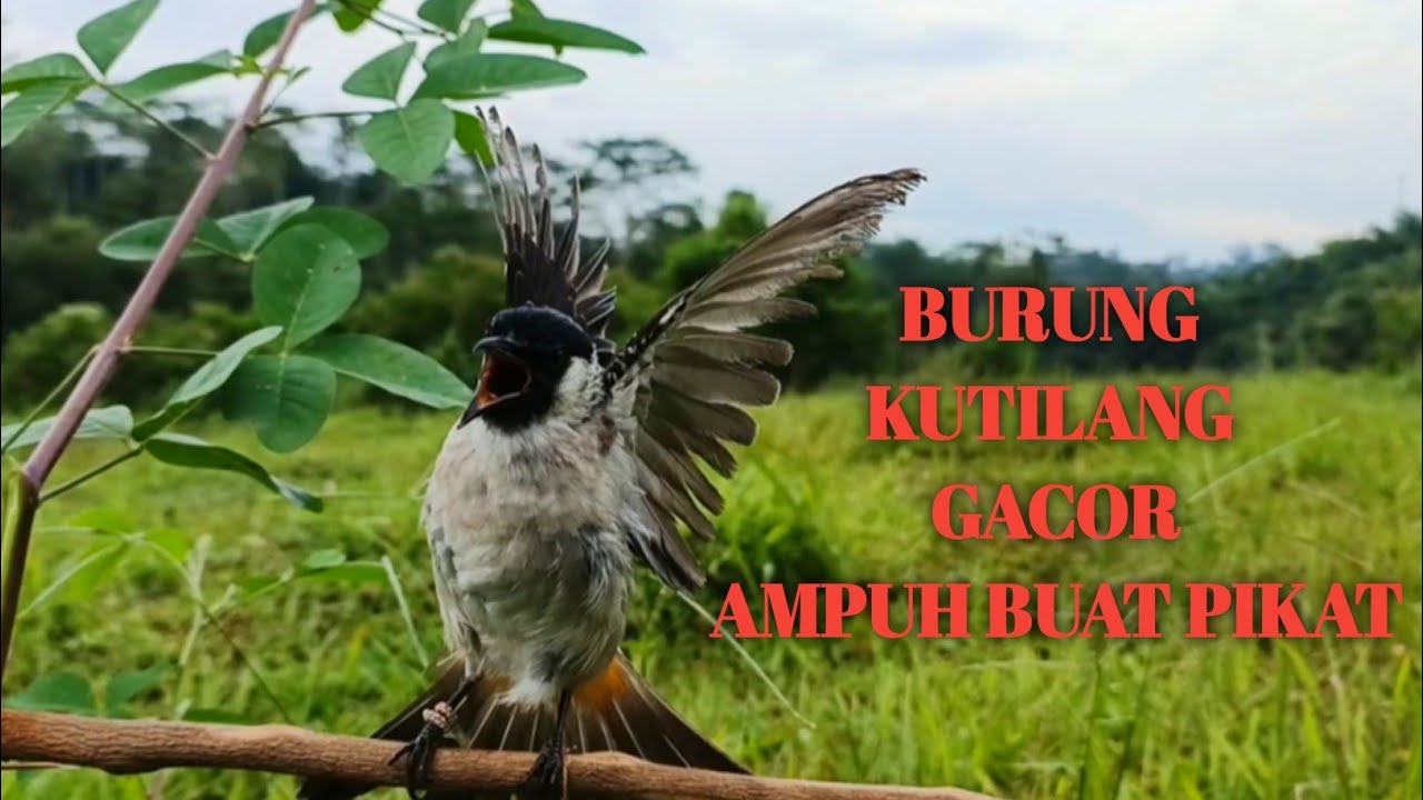 Suara Burung Kutilang Gacor Memanggil‼️Ampuh Untuk Pikat