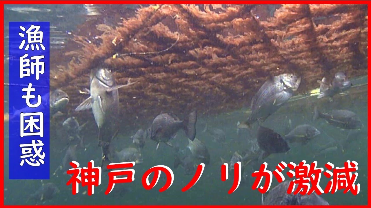 海の水質向上で神戸の「養殖ノリ」が激減？　収穫量は20年前の2割減　原因はチヌの増加か…