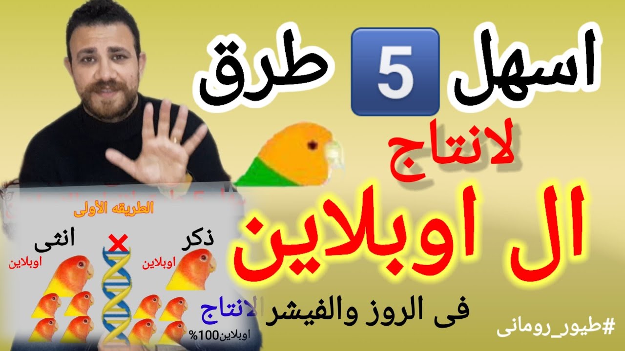 اسهل طريقه انتاج اوبلاين روز و فيشر-غندوره