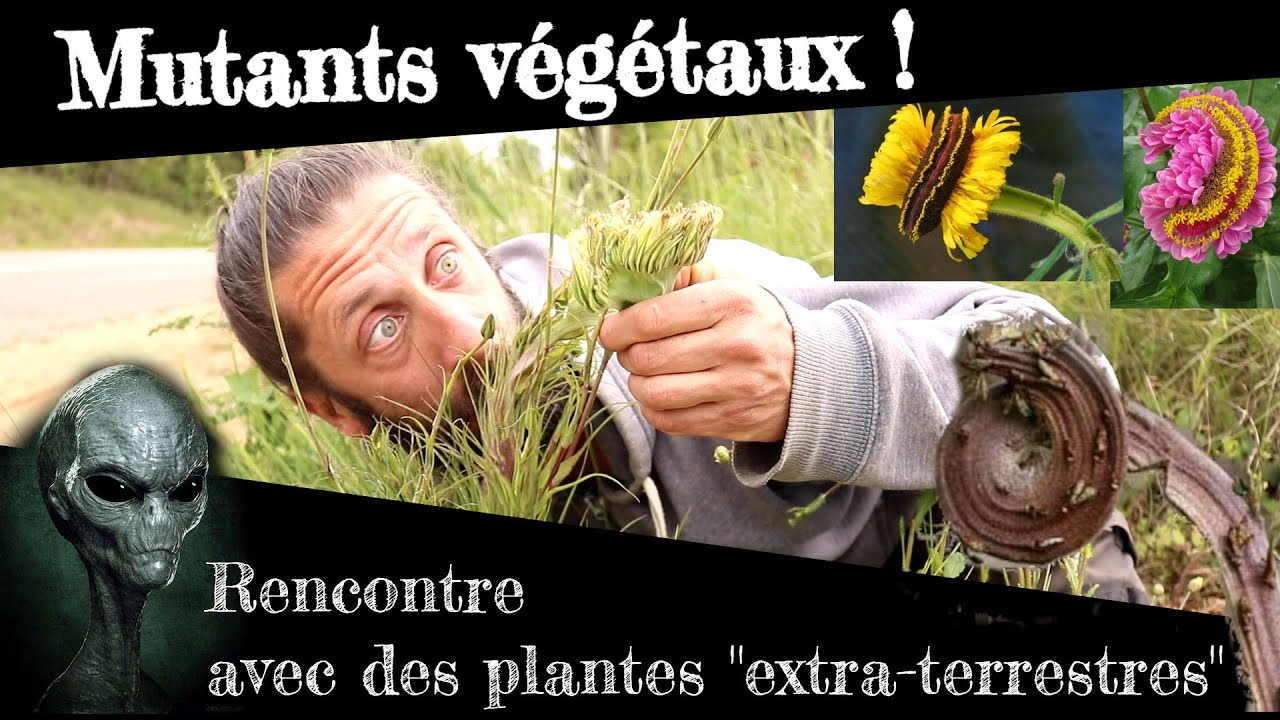Mutants végétaux ! Partons à la rencontre de plantes 