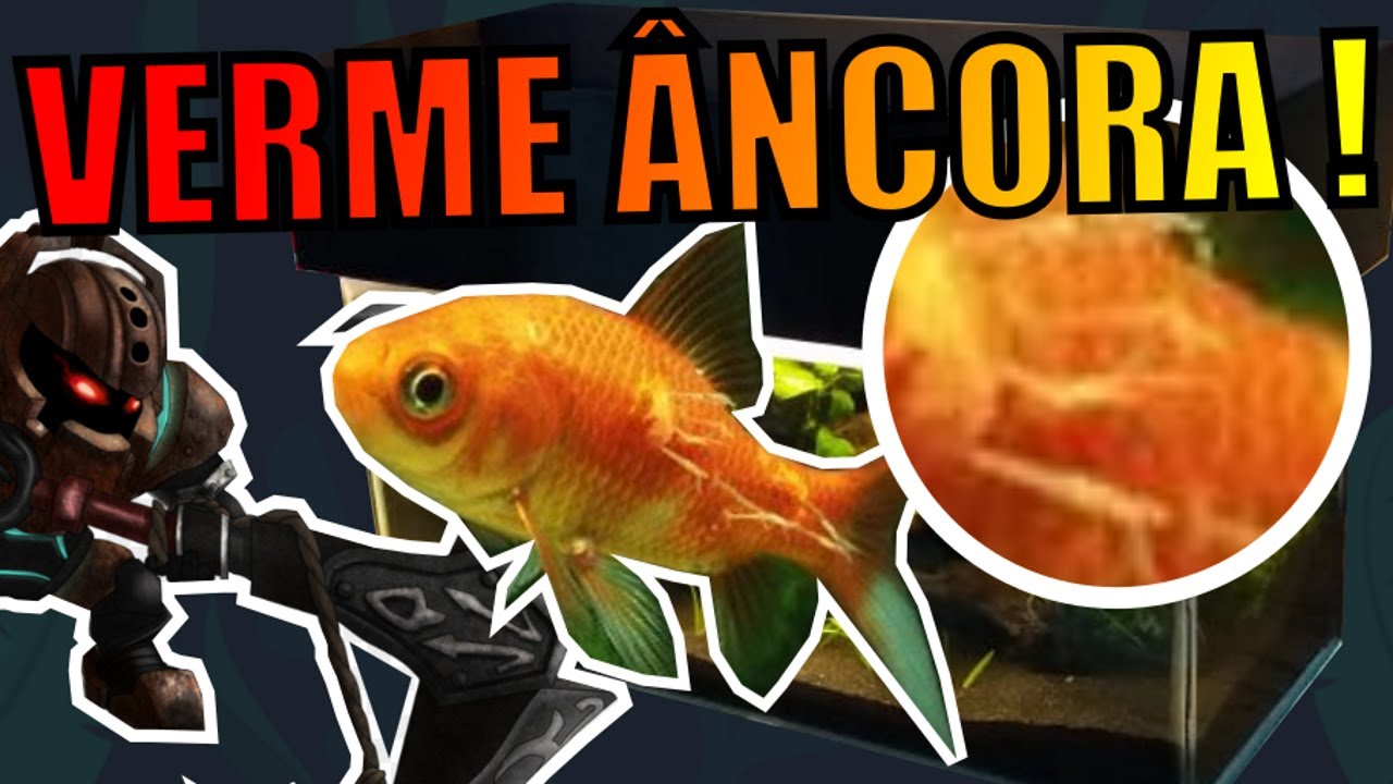 🔴Verme âncora. Como Tratar! |Mr. Betta|