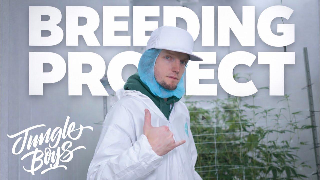 Inside Jungle Boys Breeding Rooms | How New Cannabis Genetics Are Created