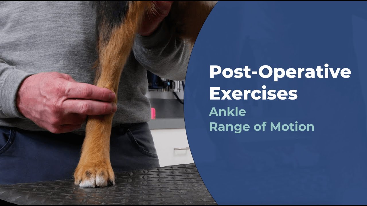 Ankle Range of Motion Exercises for Your Pet | Capital Animal Hospital