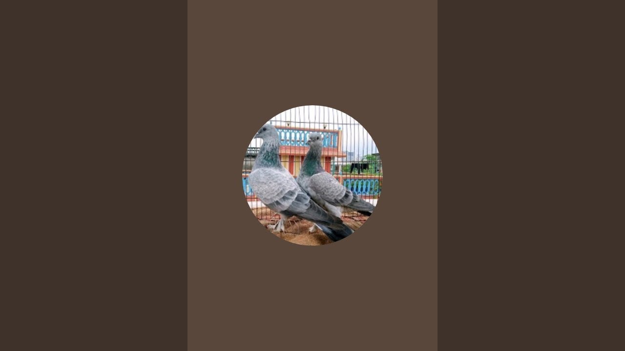 M B P Manik Badsha is live!অনেক দিন পৱে লাইভে আসলাম🥰