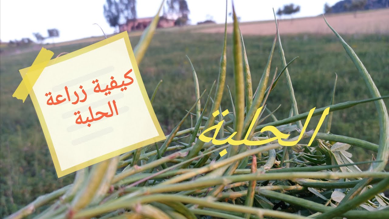 زراعة الحلبة بالطريقة التقليدية زرع الحلبة