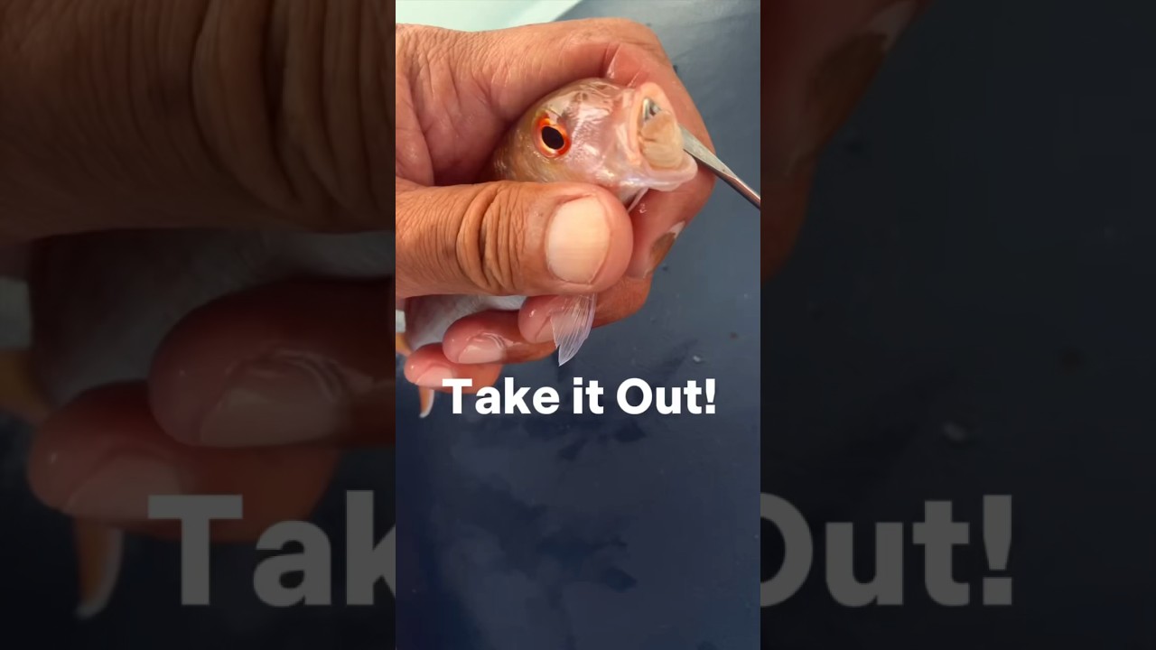 Tongue-eating parasite gets taken out! (Cymothoa exigua)