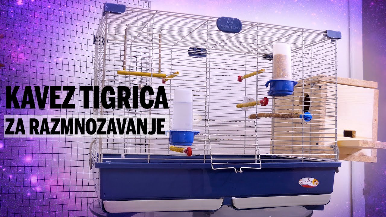 Sta je sve potrebno za razmnozavanje Tigrica