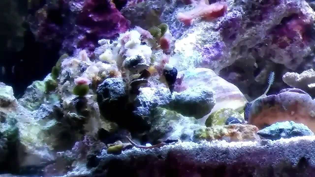 Decorator Crab
