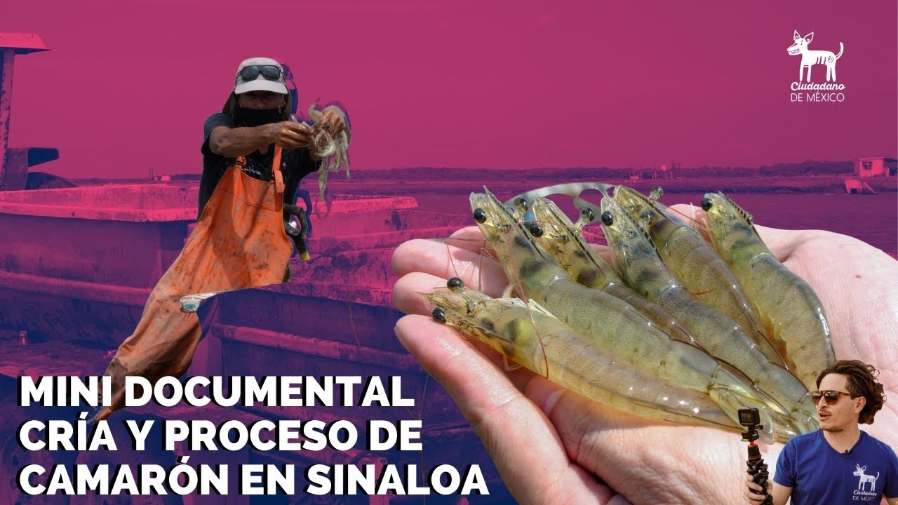 Cría, proceso y empaque  de #camarón en #Sinaloa