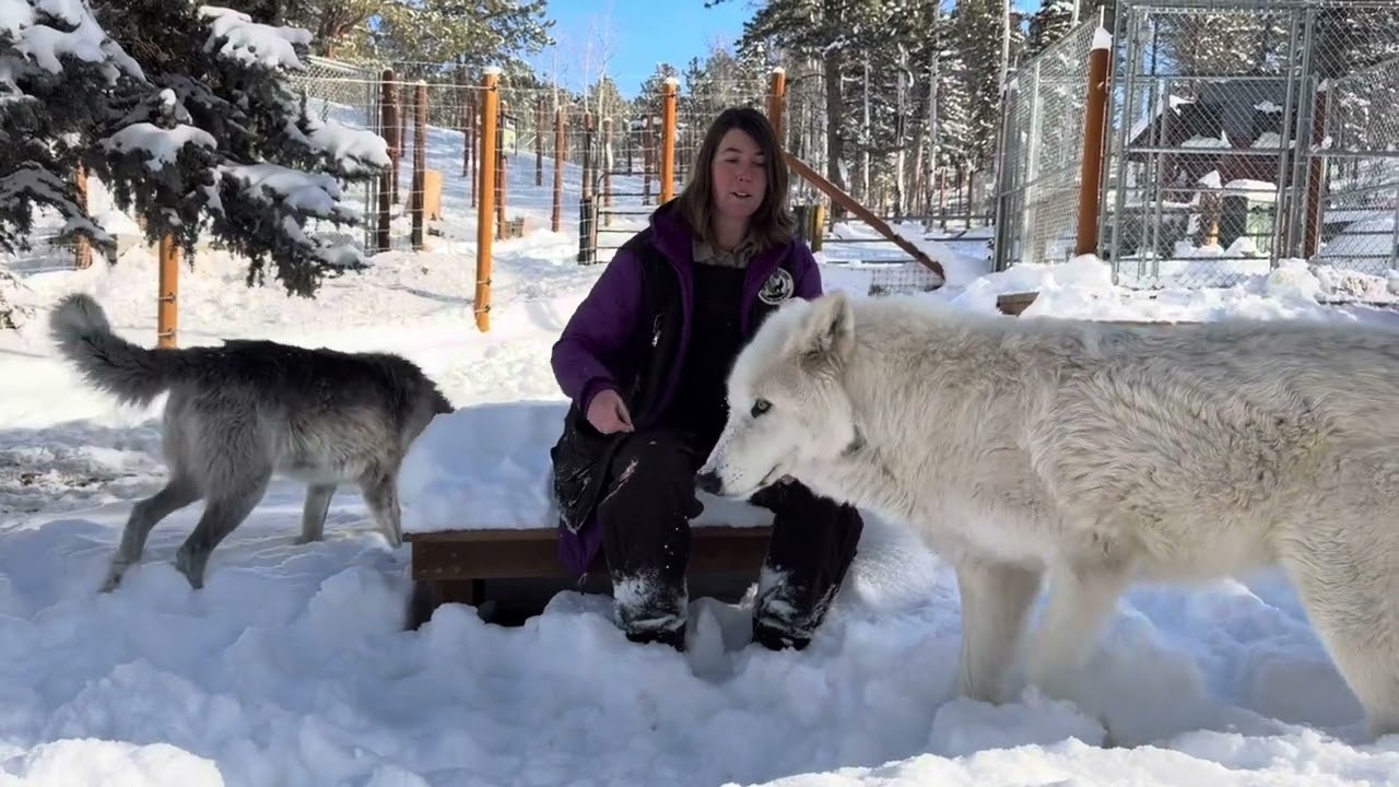 Wolf Talk 14.01.2026