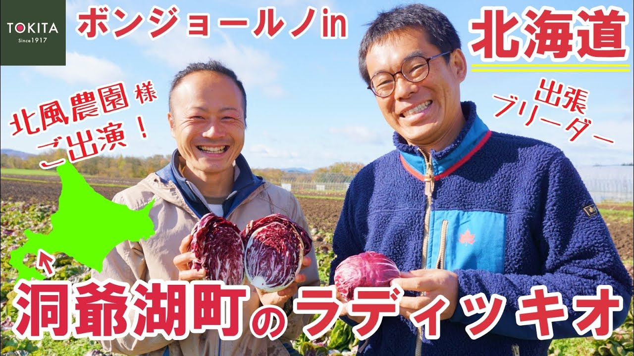 【ブリーダー出張】北海道のラディッキオ(トレビス)栽培！【トキタ種苗】