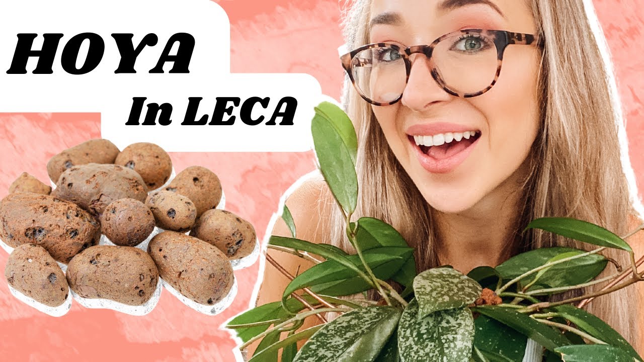 Step-by-Step Guide to Growing Hoyas in LECA for Beginners