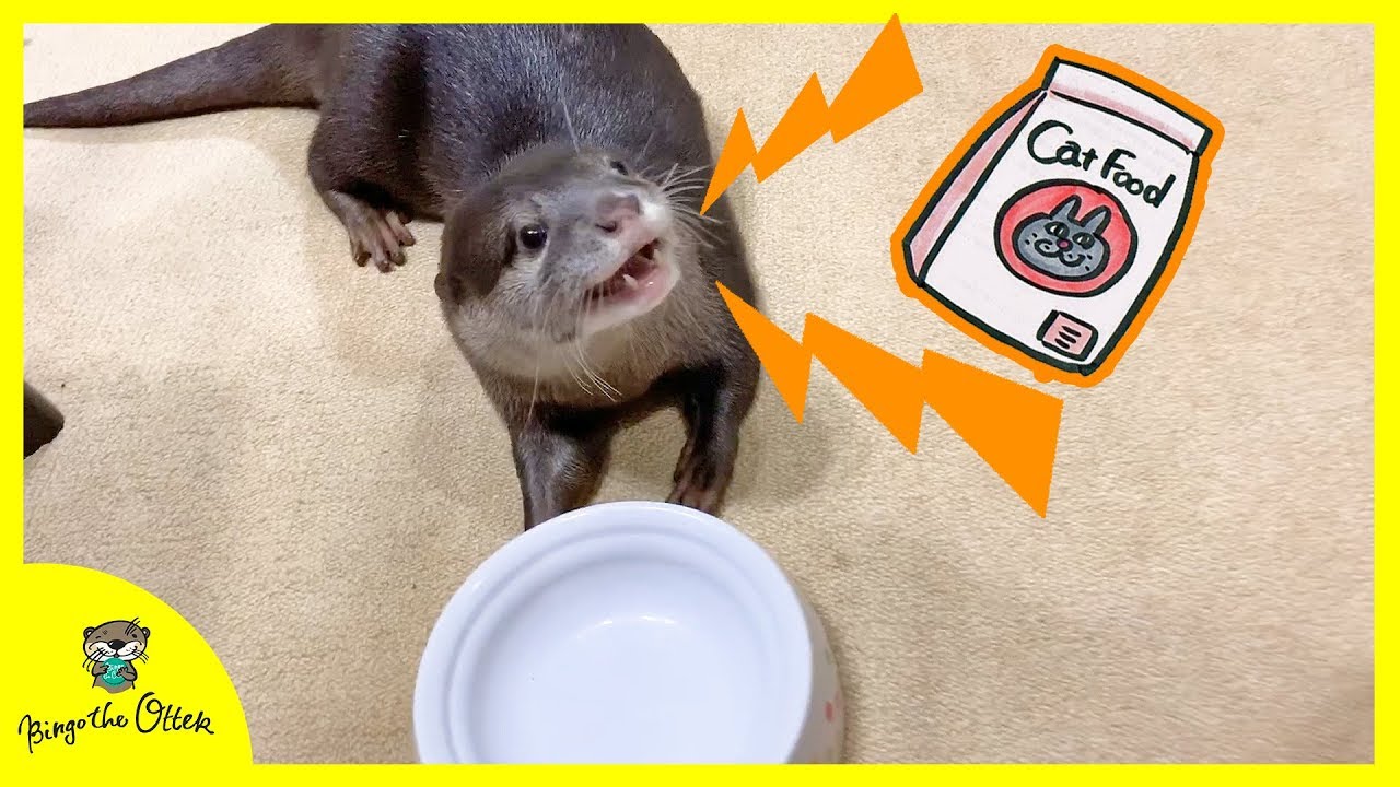 カワウソビンゴ凄い鳴き声でおかわりを要求する！Otter Bingo begging dad to refill his kibble