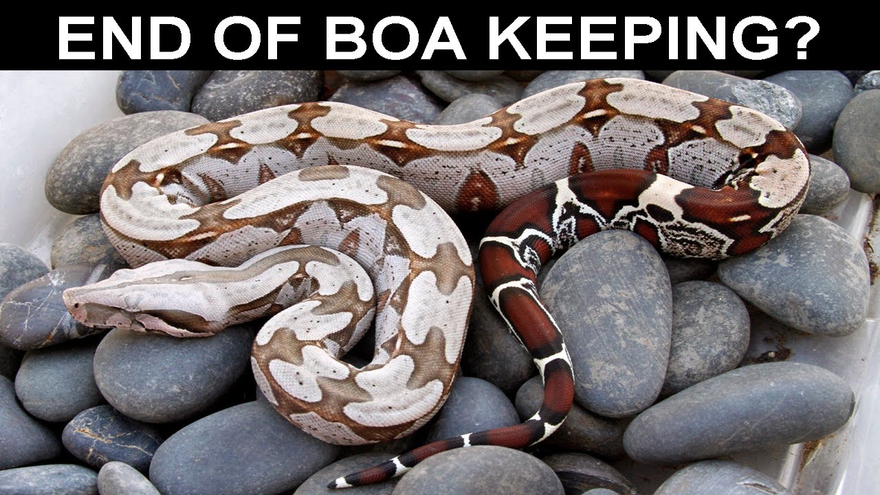 The End of Boa Constrictor Keeping as We Know it?