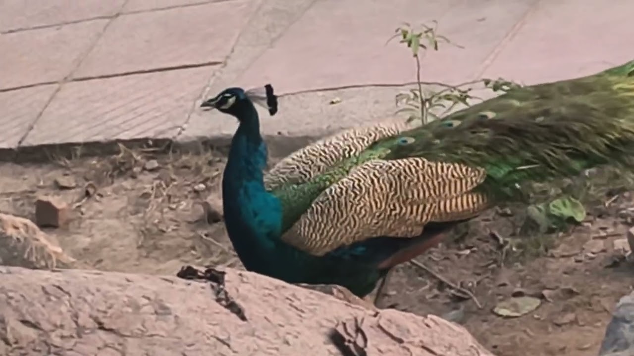 🦚🌲🦚I enjoyed playing with the peacock#viral #trending #nature #trendingvideo #viralvideos #peacock 