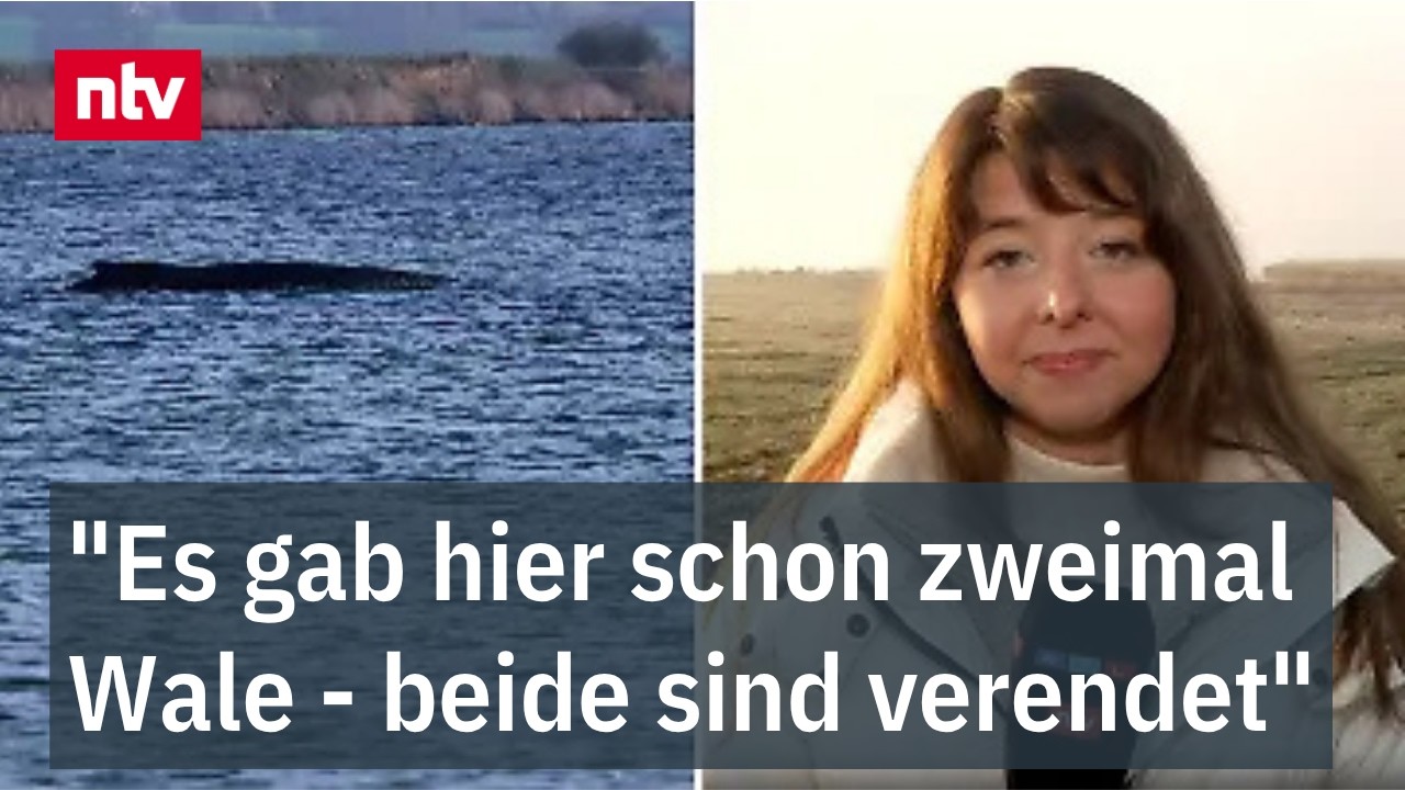 ntv-Reporterin Laura Rihm berichtet &uuml;ber den Buckelwal im Schlamm vor der Insel Poel | ntv