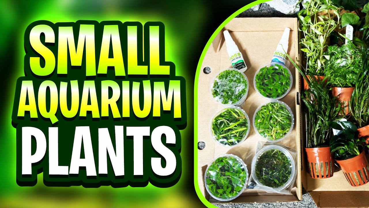 8 Small Aquarium Plants For Low-Tech Tanks! Whats The Best Option For Your Planted Fish Tank?