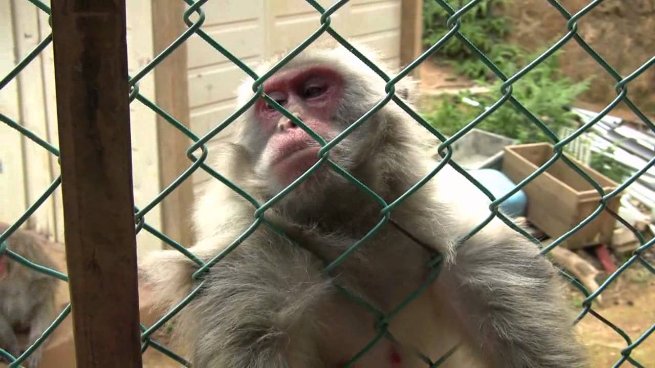Iwatayama Monkey Park (嵐山モンキーパーク)