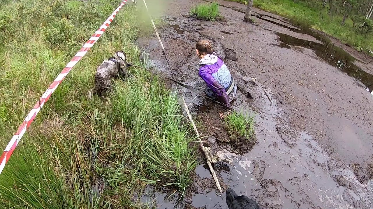 Gjørmelabben 2019