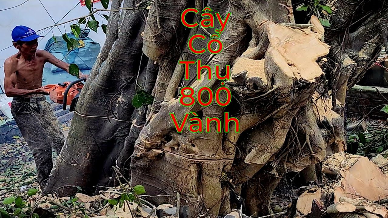 Cưa bậc gốc cây cổ thụ siêu khủng lồ /Sawing the stump of a super giant old tree | P.cuối | T420