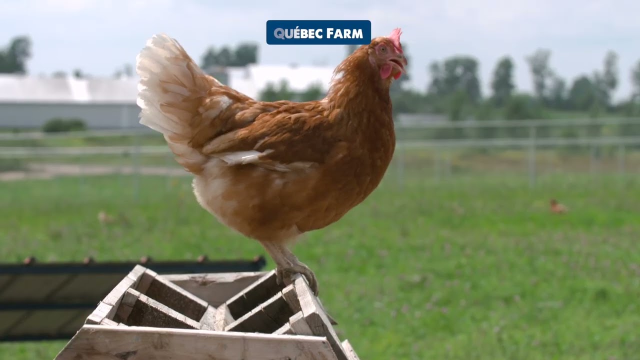 New Eastern Ontario Organic Free Range Farm - Extended