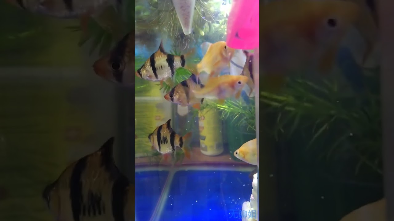 来看🐟 #fish