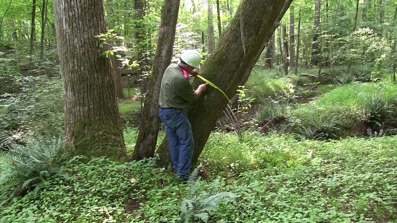 Measuring  diameter on trees with irregularities