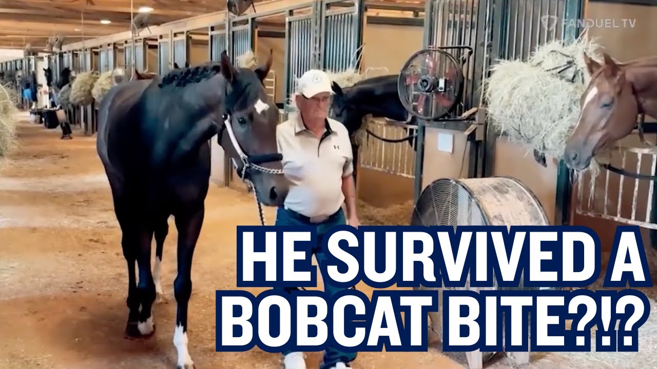 Thoroughbred Foal Defies The Odds After Surviving Bobcat Attack