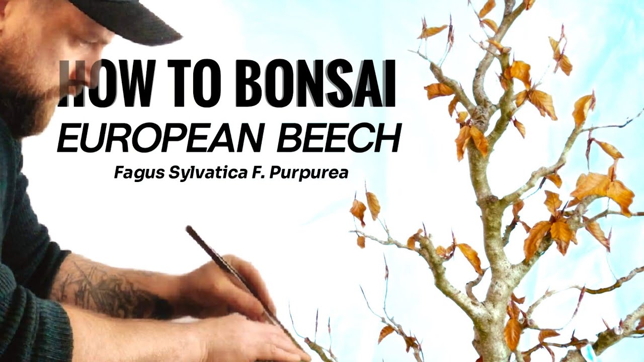 Unlock the Secrets to Growing European Copper Beech Bonsai!