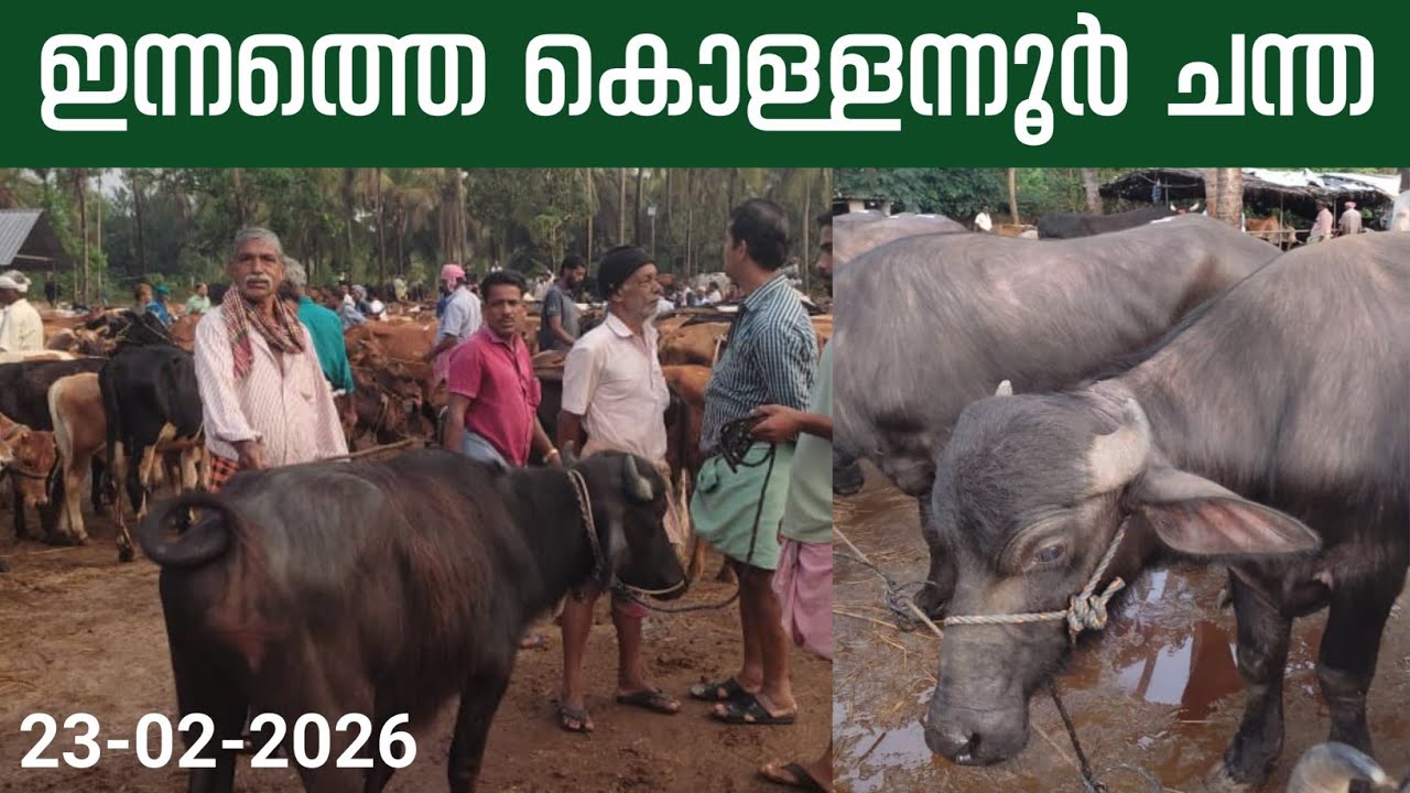 23/02/2026/ ഇന്നത്തെ കൊള്ളന്നൂർ ചന്ത#simple_work യൂട്യൂബ് ചാനൽ